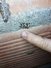 Eucereon consorta