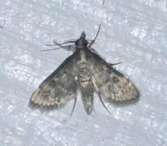 Steniodes declivalis