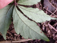 Tetrastigma obtectum