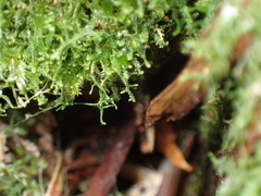 Lepidoziaceae
