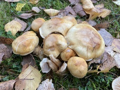 Cortinarius triumphans