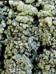 Physciaceae