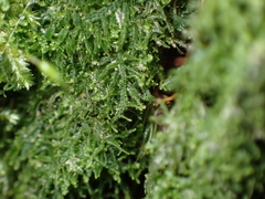 Lepidoziaceae