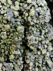 Physciaceae