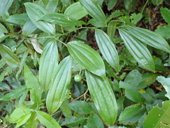 Disporum kawakamii
