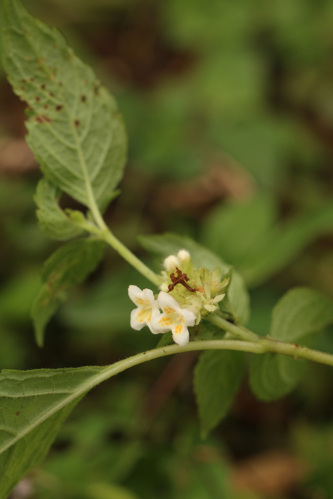 Carlemannia
