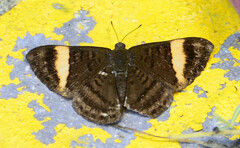 Emesis cypria guppyi