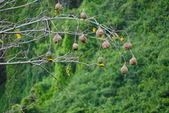 Ploceus cucullatus spilonotus