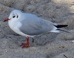 Chroicocephalus ridibundus