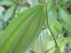 Disporum kawakamii