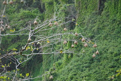 Ploceus cucullatus spilonotus