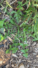 Taraxacum officinale
