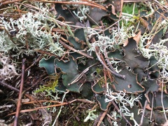 Peltigera malacea