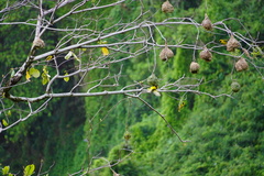 Ploceus cucullatus spilonotus