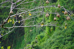 Ploceus cucullatus spilonotus