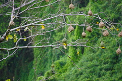 Ploceus cucullatus spilonotus