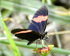 Heliconius erato hydara