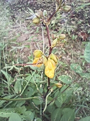 Senna occidentalis