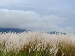 Saccharum spontaneum