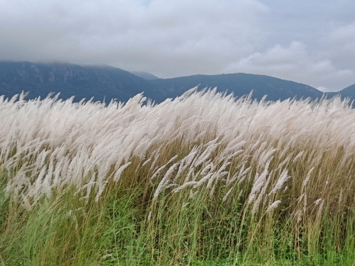 Saccharum spontaneum