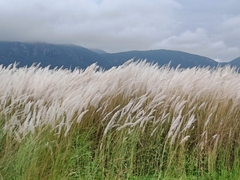 Saccharum spontaneum