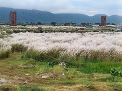 Saccharum spontaneum