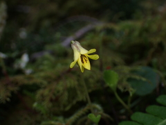 Viola