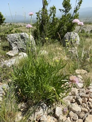 Knautia clementii