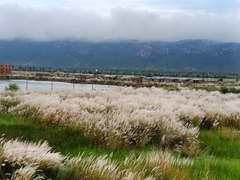 Saccharum spontaneum