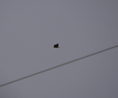 Haliaeetus leucocephalus