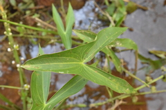 Sagittaria trifolia