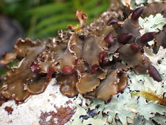Peltigera collina