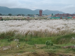 Saccharum spontaneum