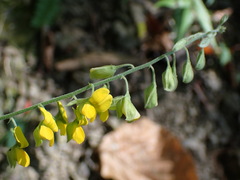 Crotalaria albida