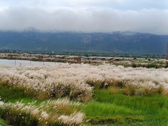 Saccharum spontaneum