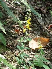 Crotalaria albida