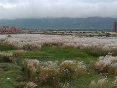 Saccharum spontaneum