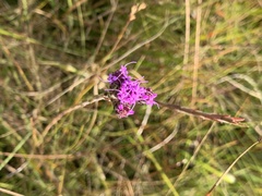 Carphephorus pseudoliatris