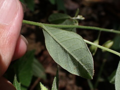 Crotalaria albida