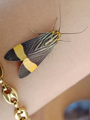 Lepidoptera