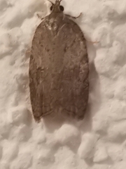 Acleris sparsana