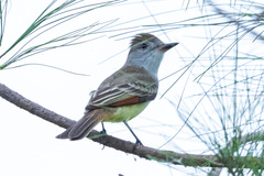 Myiarchus tyrannulus