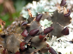 Peltigera collina