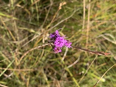 Carphephorus pseudoliatris