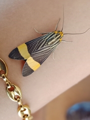 Lepidoptera