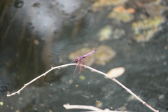 Trithemis annulata haematina