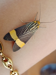 Lepidoptera