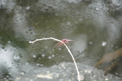 Trithemis annulata haematina