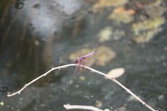 Trithemis annulata haematina