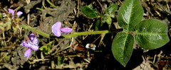 Desmodium scorpiurus